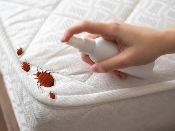 Professional Pest Control in Long Beach, WA