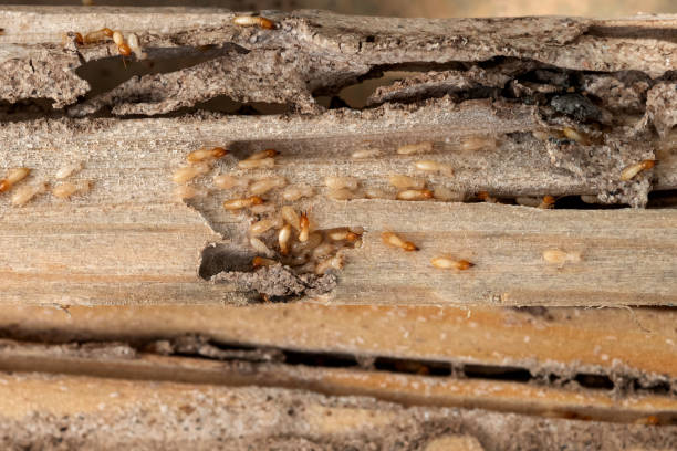 Best Emergency Pest Control  in Long Beach, WA