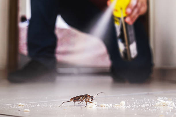 Best Termite Control Services  in Long Beach, WA